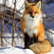 Fox Friedrich