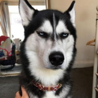 Rufus
