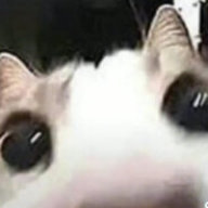 sthubert