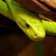cobras_06