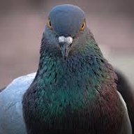 PIGEON PAS CONTENT2.0.